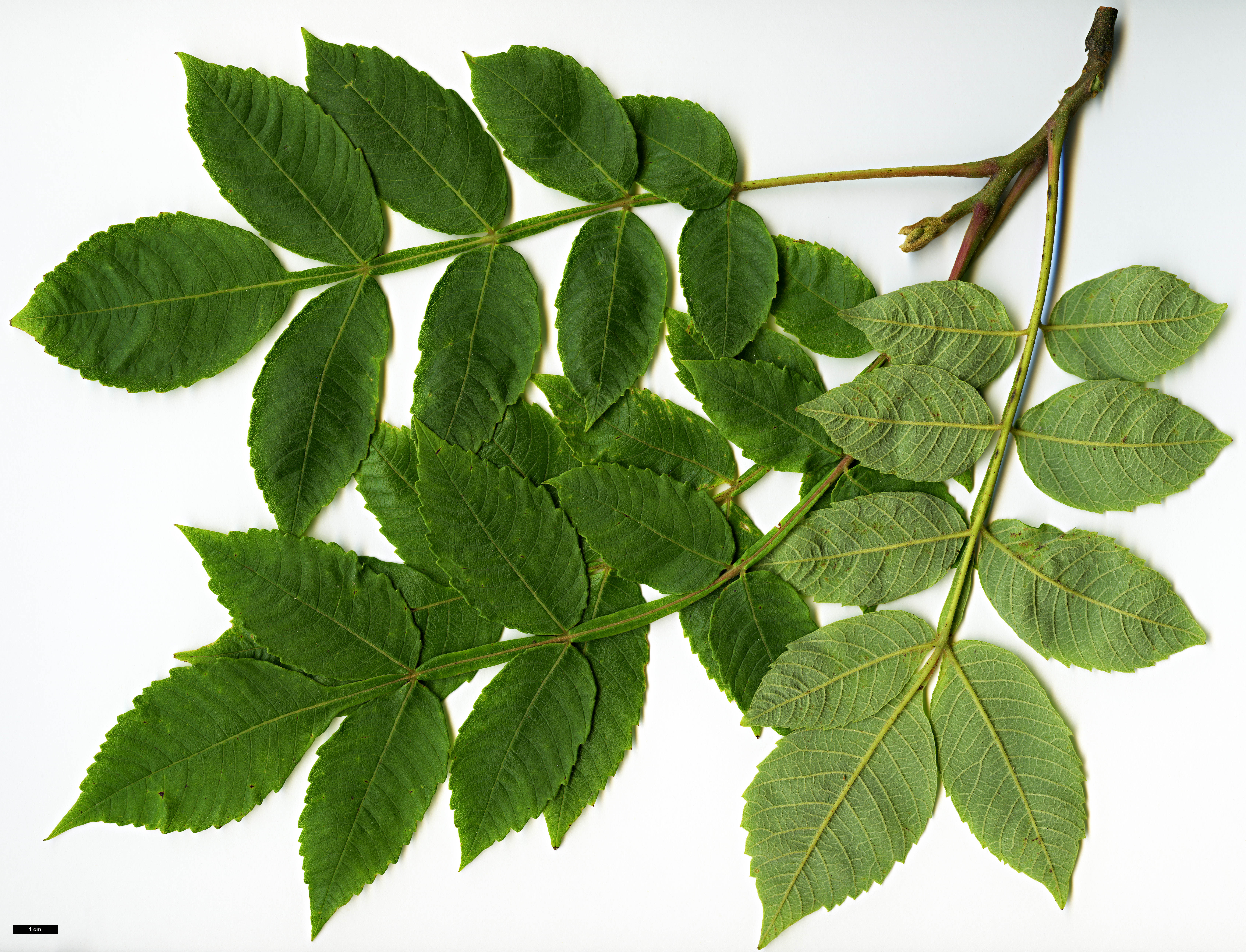 High resolution image: Family: Anacardiaceae - Genus: Rhus - Taxon: chinensis